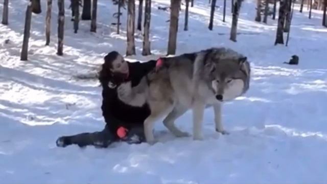 Волк вышел из леса и сел рядом с девушкой, все замерли в ожидания, то что произошло дальше немыслим смотреть онлайн