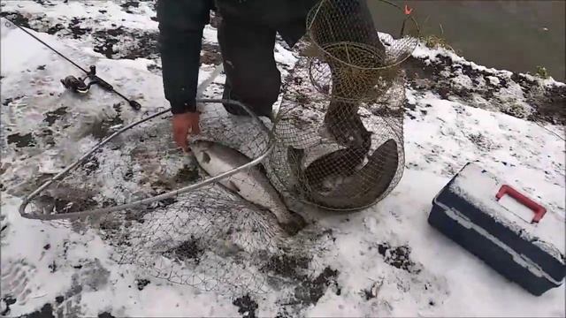 Первый снег и первые поимки форели после запуска. Верхний пруд. Клёвое место Лосиный остров.