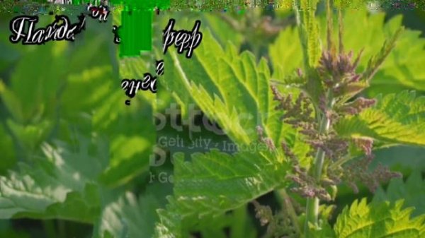 Қалақайдың пайдасы мен зияны