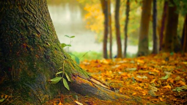 Peaceful Music, Relaxing Instrumental Music, Study Spa music Trees of Life by Ti 3ч смотреть онлайн