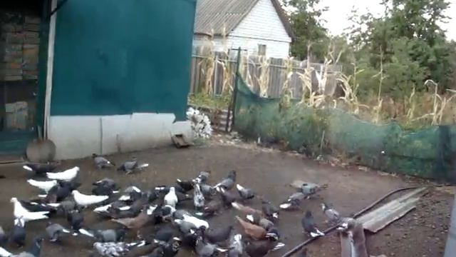 Просмотр серпатых выворотных голубей. 1 ч. смотреть онлайн