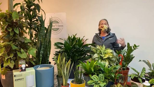 The Best Indoor Plants for Low Light смотреть онлайн