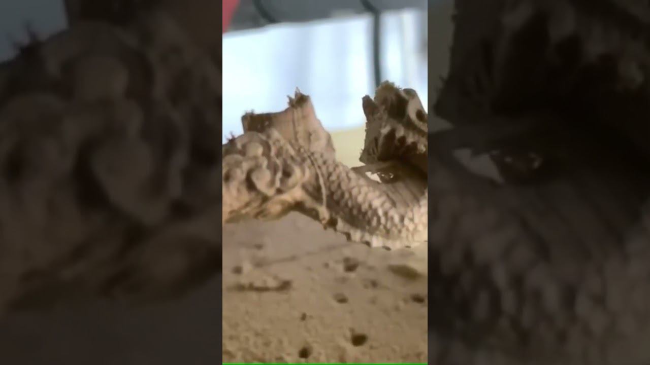 Ручка дракон смотреть онлайн