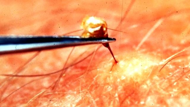 Животные Смешно Шутят