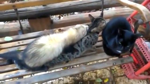 Кошка и хорёк, спаривание! смотреть онлайн