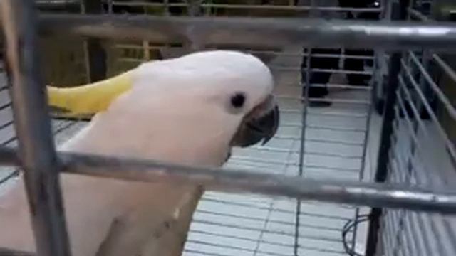 Говорящий какаду смотреть онлайн