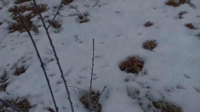 Обрезка персика. Второй год после посадки. смотреть онлайн