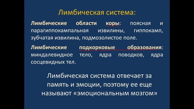 Конечный мозг. Базальная часть. 21.04.22 - 14:15 смотреть онлайн