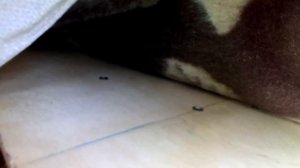 Спальник в Соболь