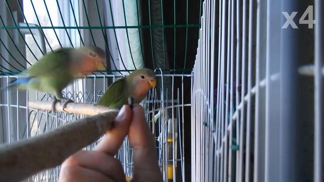 Дрессировка попугая. Первые шаги: приучаем попугая брать награду [ПОПС: Приручение попугая] смотреть онлайн