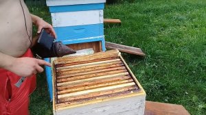 ?Среднерусская пчела первое поколение