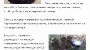 Мюленбергия волосовидная  воздушная акварель для сада