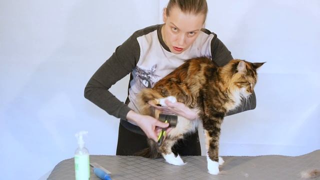 Как чесать мейн-куна смотреть онлайн