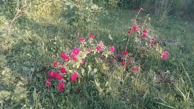 Наш деревенский огород. Урожай 2020! смотреть онлайн