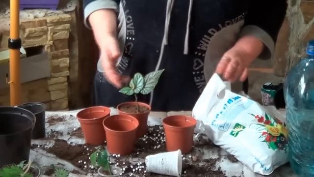 Бегония.СОВЕТЫ ПО ВЫРАЩИВАНИЮ БЕГОНИЙ. Бегонии Кустовые И Королевские смотреть онлайн