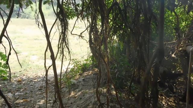 Священное дерево Индии - баньян и его обитатели! смотреть онлайн