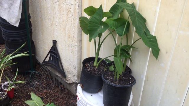 LL074 - Large Green Leaf - Colocasia Esculenta - Purple Stem - September 21, 2021 смотреть онлайн