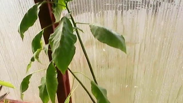 Wretched Mess Brugmansia смотреть онлайн