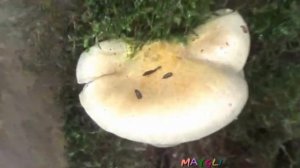 Грибы Вешенки в лесу. Много. Как распознать.