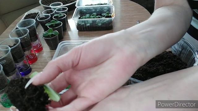 ГЛОКСИНИ ИЗ СЕМЯН 2 ПИКИРОВКА смотреть онлайн
