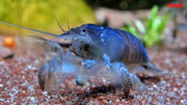 Креветка Фильтратор Габонская Содержание в аквариуме линька разведение Креветок Фильтраторов