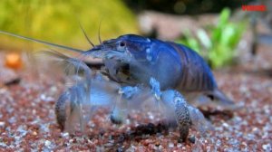 Креветка Фильтратор Габонская Содержание в аквариуме линька разведение Креветок Фильтраторов