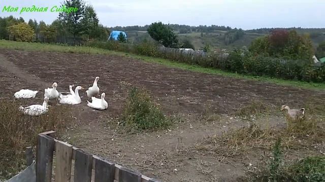 Гуси гоняют друг друга. Тыквы всё нарождаются. Не вкусная у нас трава в огороде, что ли?