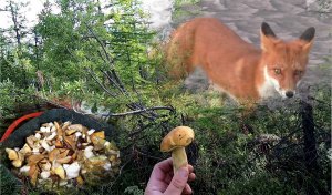 За грибами на Камчатке.