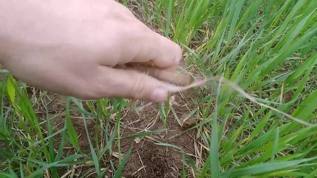Состояние пшеницы! Клещ зерновой! смотреть онлайн