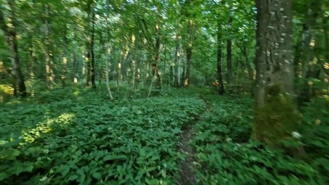 《3》Купили заброшенную дачу/Уборка дачного дома/посадили розы? ?❣️ смотреть онлайн