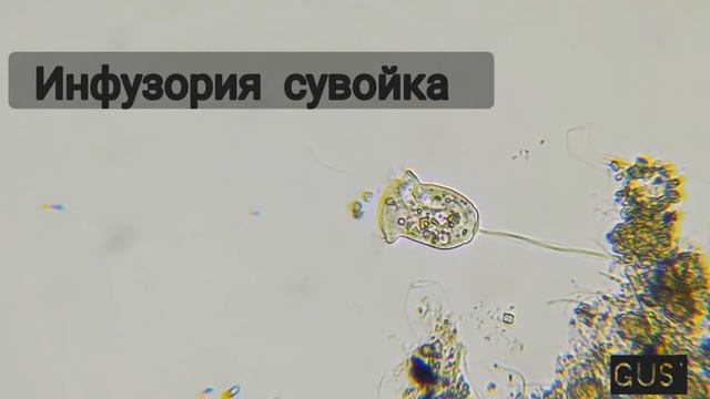 Мир в капле воды | под микроскопом смотреть онлайн