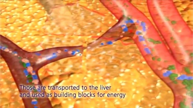 Treatment of Subcutaneous Adipose Tissue by Energy Based Devices' смотреть онлайн