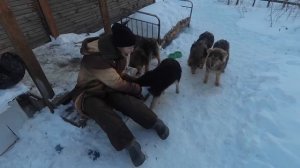 Приручить дикую собаку.