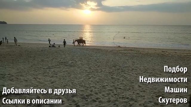 Лошадь на пляже в Бангтао // Пляжи Тайилнада и их животный мир смотреть онлайн