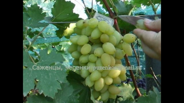 ГФ Подснежник, Евдоким, Величанин и Данилка, ГФ Золотушка- Вишневецкого Н.П. смотреть онлайн