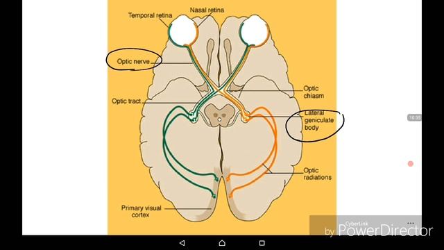 Visual, acoustic, vestibular analyser смотреть онлайн
