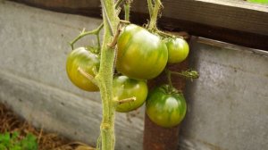 Томат Болото. Очень вкусные зелёные помидоры!