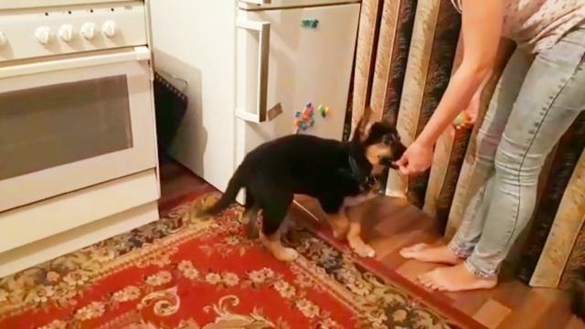 Щенок Восточноевропейской овчарки Ева 2 месяца выполняет команды смотреть онлайн