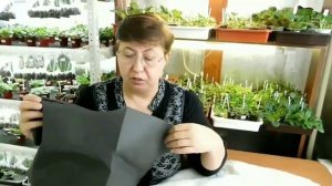 Оранжерея в квартире. Альтернатива капиллярным матам.