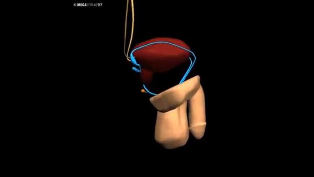 Human 3D, Размнож,02 Мужские половые органы