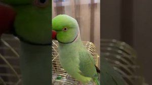 Говорящий ожереловый попугай Ричи