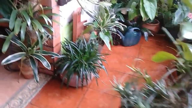 Cochinillas en mi orquideario. 4 de abril de 2018. смотреть онлайн
