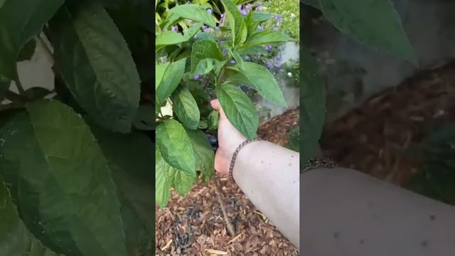 формировка кроны гортензии на штамбе смотреть онлайн