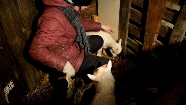 ЗАБОЛЕЛ!! СТАВИМ КОЗЛЕНКА НА НОГИ. смотреть онлайн