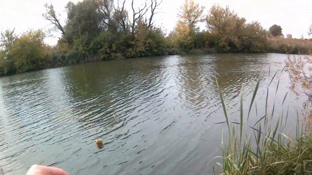 Рыбалка на фидер.Ловля на фидерное удилище.Рыбалка на реке смотреть онлайн