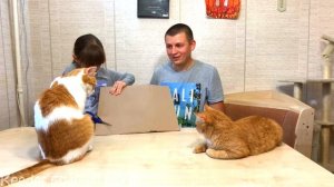 Лайфхак как спасти цветы от котов. Это очень просто и полезно!