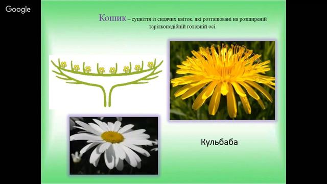 Суцвіття смотреть онлайн