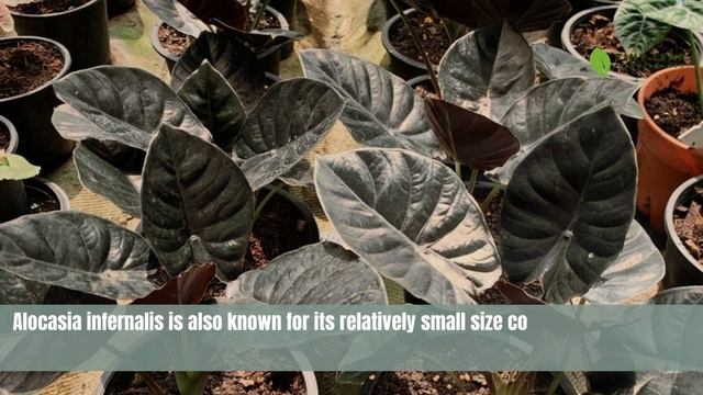 Alocasia Black Magic | Alocasia Infernalis | TinyLeaf