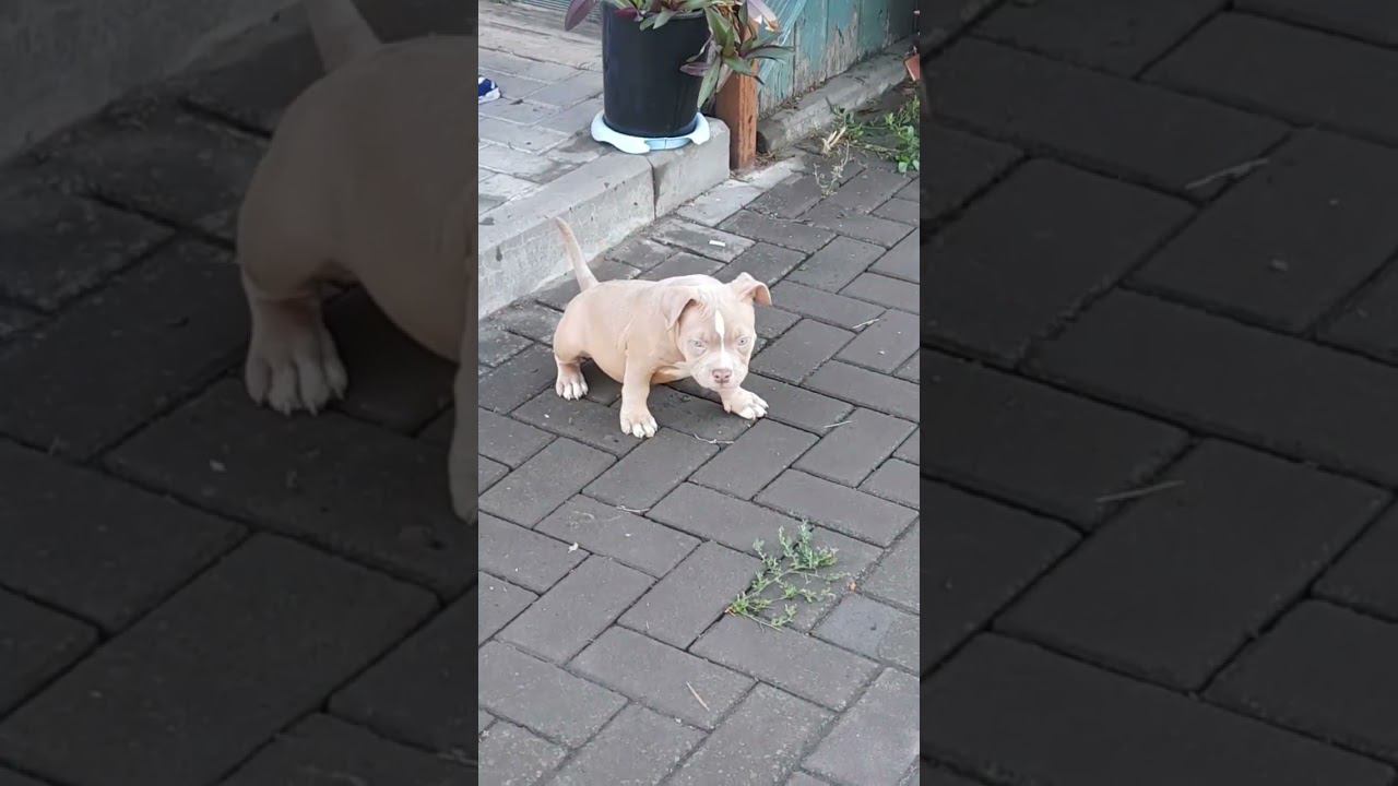 щенки американского булли и бигли. 8-927-277-24-37 питомник Стелла Фиделис #puppy, #собаки, #щенок, смотреть онлайн