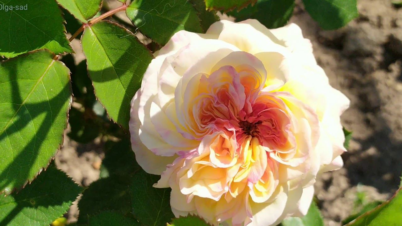 Первые розы, Нельсон Монфор и Ред Леонардо да Винчи. смотреть онлайн